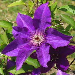 Clematite 'The President'